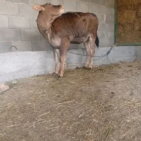 Tüwe