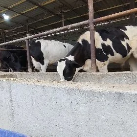 okuz tuwe gleşteyin