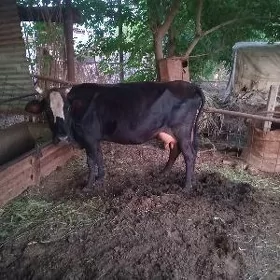 goleli sygyr