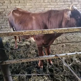 Öküz
