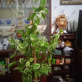 РАСТЕНИЯ