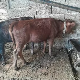 Tüwe