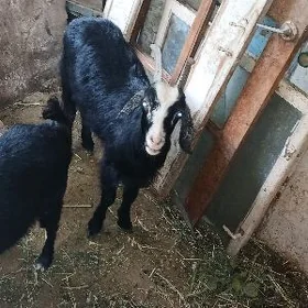 dog geçi bakylan