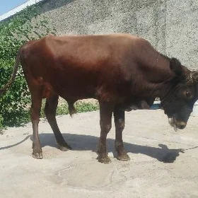 öküz