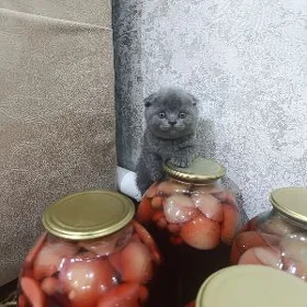 котята британские вислрушки