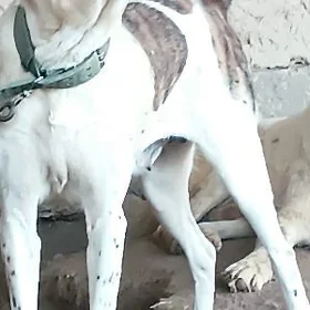 Ganjyk 2 sanak