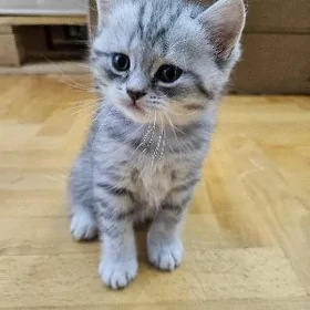 Нежный мальчик