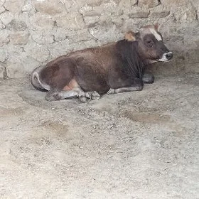 Ökuzce