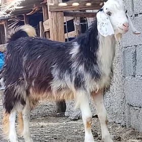 Pakistan