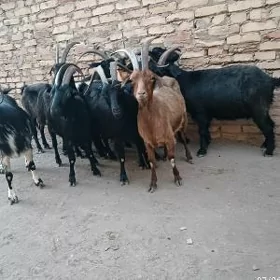 Semiz geçi