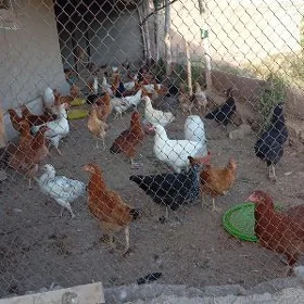tovuk ındıkı ay yumurtgaberya