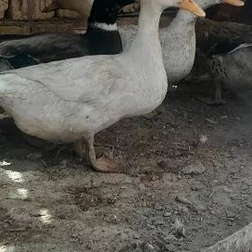 Ördek