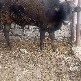 Öküz