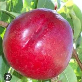 NEKDARIN TURK NAHAL