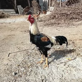 Baysok horaz