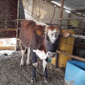 tüwe