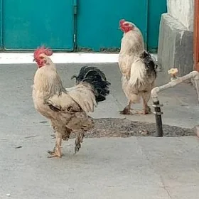 Horazlar