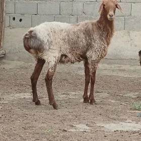owec işşek