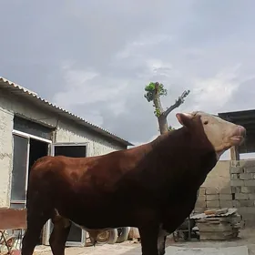 ökuz simintal