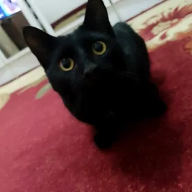 pişikler
