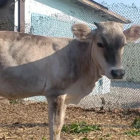 Tuwe sygyr malar