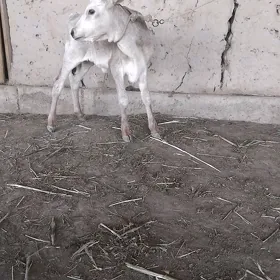 tanaly sygyr