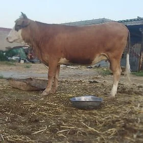 Agyr boğaz tüwe