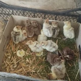 kurukden çikan owgan induk juj