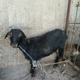 Geçi bakylan