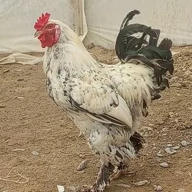 brama balgar horaz