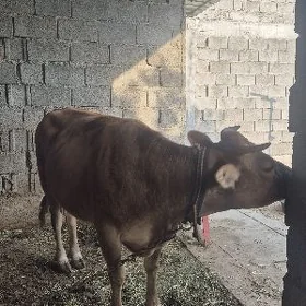 sygyr