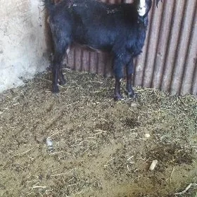 gysyr geçi