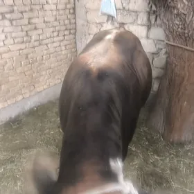 Öküz