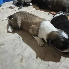 çopan