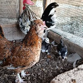 yaponcik horaz ve tovuk 2 jüje