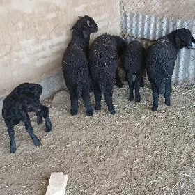 tokly arssa gara köli