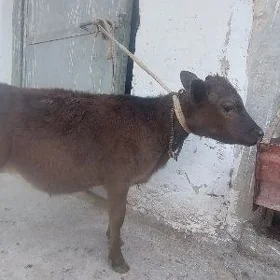 öküz