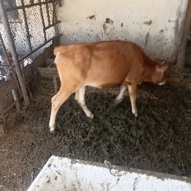 Tüwe