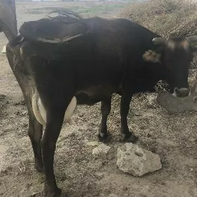 sygyr