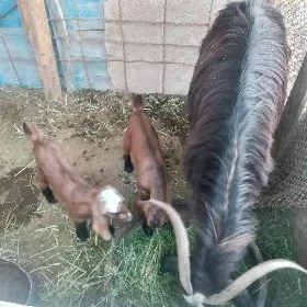 Ekiz owlakly geçi