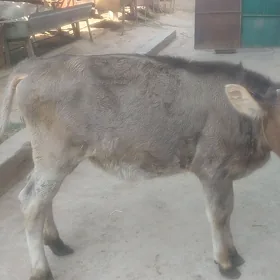 tüwe