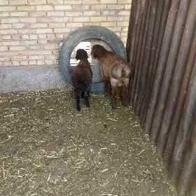 goçgar guzular