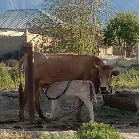 Göleli sygyr