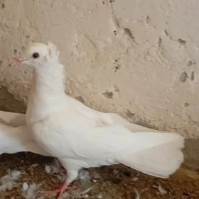 kepderi