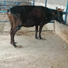 sygyr bogaz