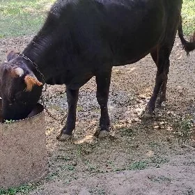 1tüwe 1 öküz