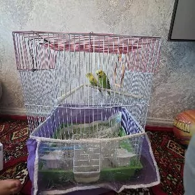 PAPUGAY GUSLAR