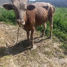 ökuz