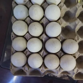 indawutka ördegiň ýumurtgasy