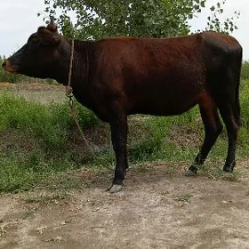 gaçar